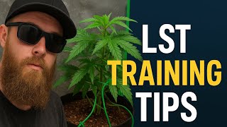 🔥 LST Training Update! | Leveling Out Canopy for Maximum Yields! Stealth Grow tent series one