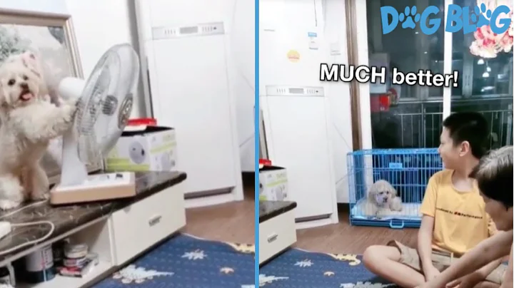 Smart Dog Moves Fan to Cool Off