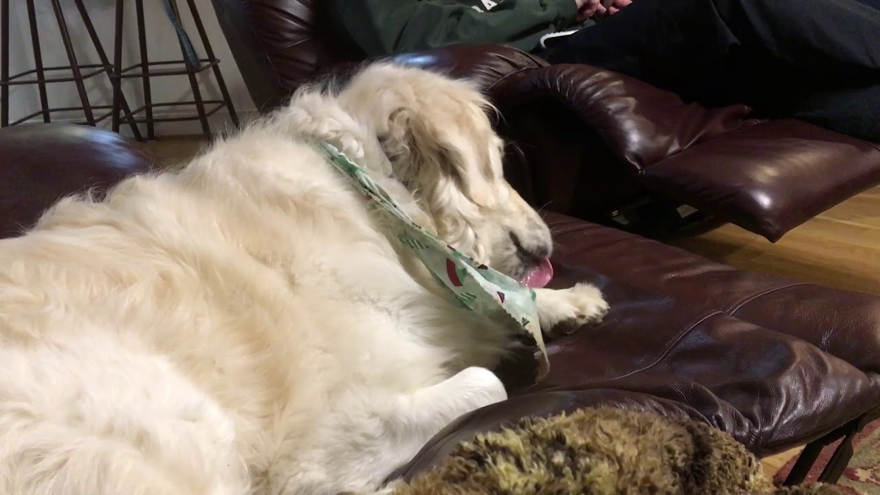 Ivy won't stop licking the couch YouTube