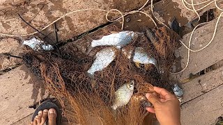 Cast net fishing got many barb fish in the small river, amazing fishing video