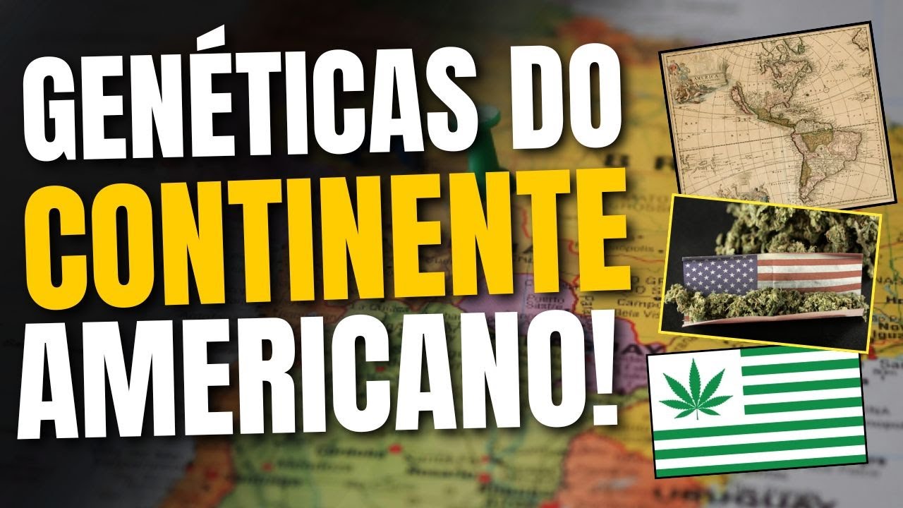 GENÉTICAS AMERICANAS MAIS LENDÁRIAS da História (Melhores Strains de Americanas)