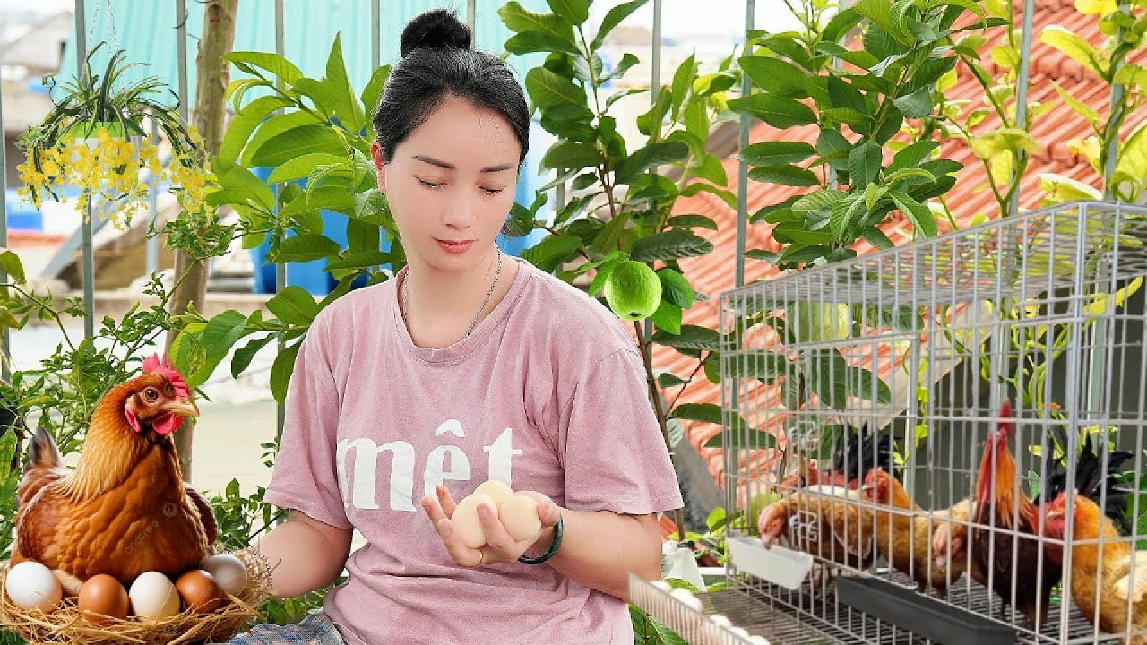 From Rooftop Garden to Fresh Eggs  My 4-Month Journey of Raising Chickens at Home