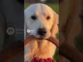 Golden retriever collection