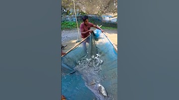 Cá Lớn - dùng vợt Khủng dễ dàng bắt được nhiều Cá 😱 #khacthuyvlogg