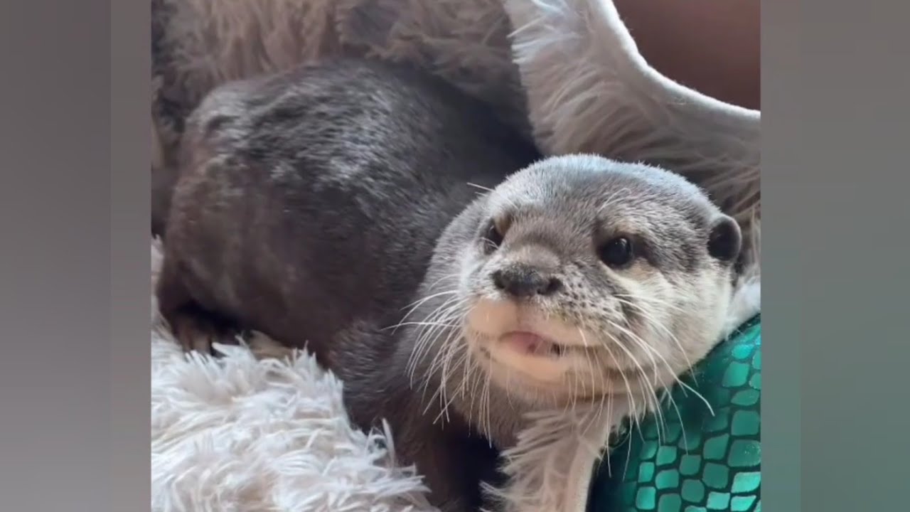 Otter Melonpan~I always had fun when my little brother play with me😁🦦🥰 ...