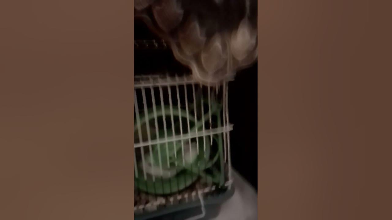 #теслик#милка#пепси#тесла#тесл#хомяк#хомяки #хомякивидео . - YouTube