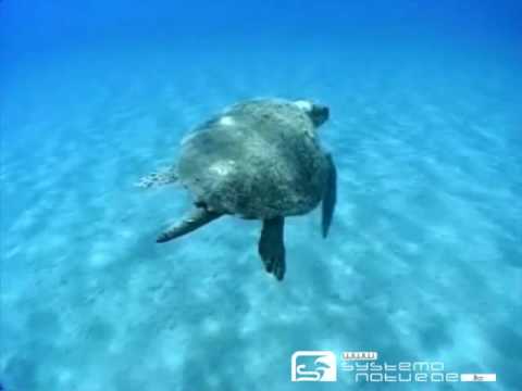 Tartaruga comune (Caretta caretta) - Caretta caretta turtle