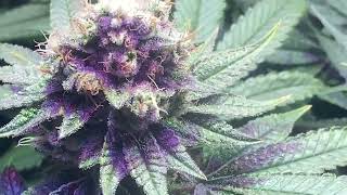 6th + 7th Week of Flowering Gorilla Dosha Grow from In-house Genetics Ep. 12