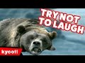 Try Not To Laugh Animal Edition Bloopers of 2016 Weekly Compilation | Kyoot Animals