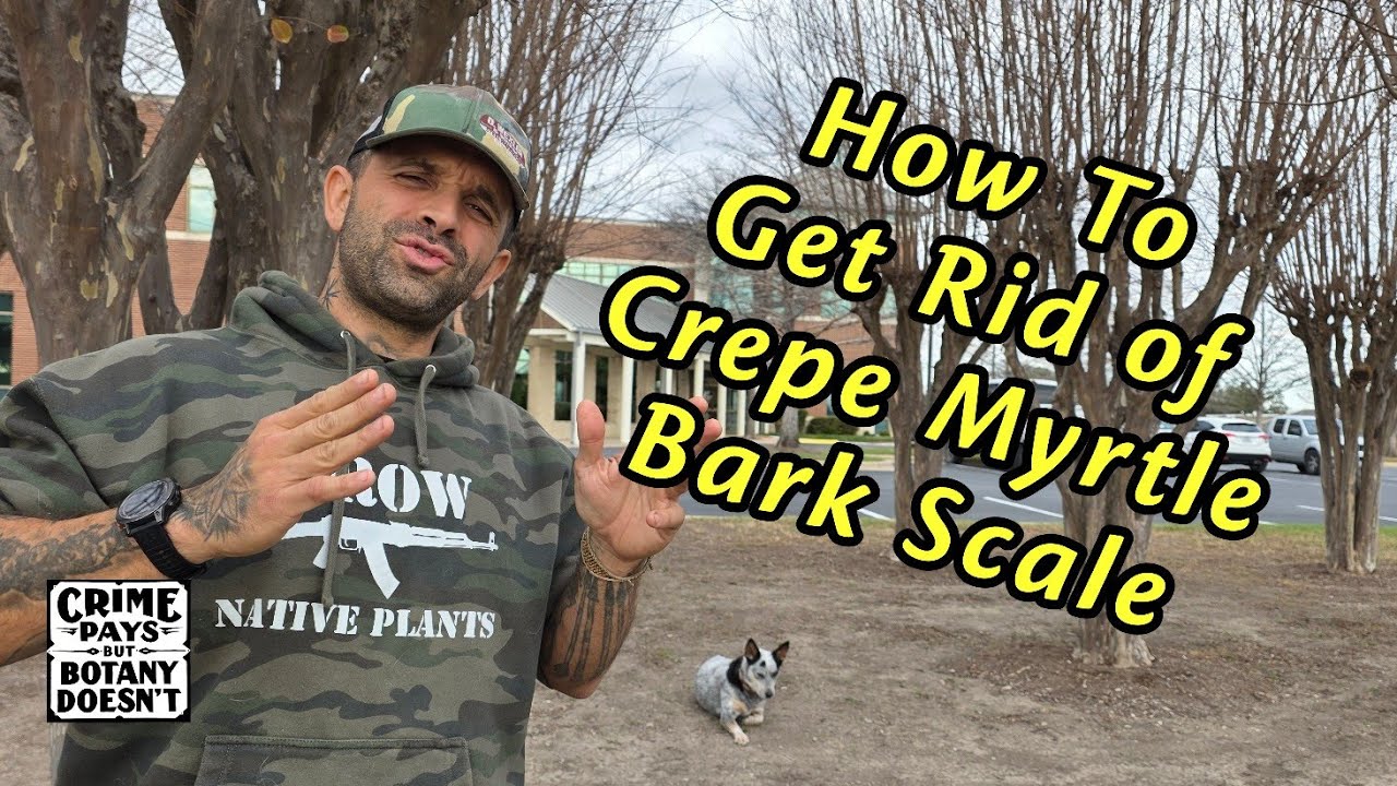 Как избавиться от щитовки на коре мирта