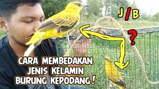 Cara Membedakan Kepodang Jantan & Betina Dari Bentuk Fisiknya | 100% Akurat