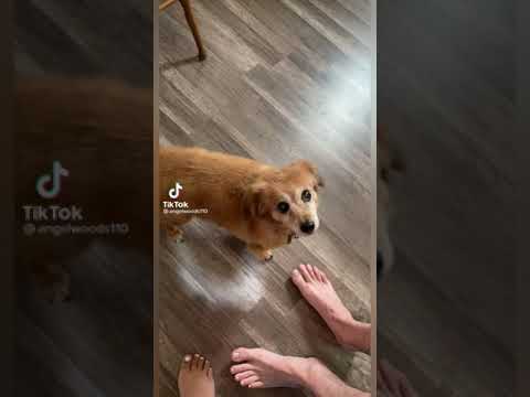 Собака, которая стала звездой Тик Тока!