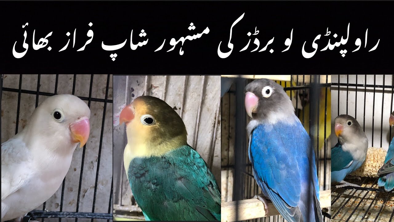 Love birds Leatest prices at Rawalpindi birds market 2023
