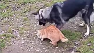 video lucu anjing takut dengan kucing