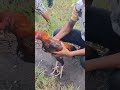 ayam di pasar Depok solo
