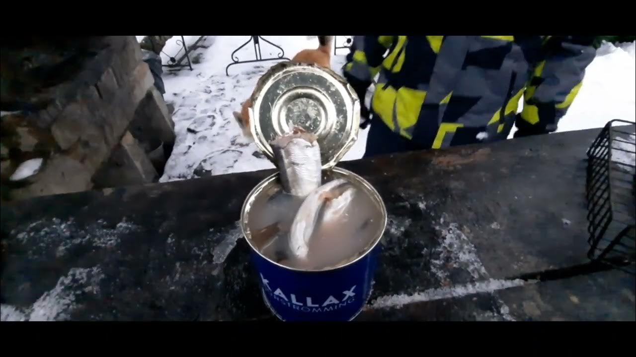 сюрстремминг 🤮 / пропавшая селедка / ну такое - YouTube