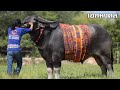 Buffalo in Thailand(water buffalo)-1