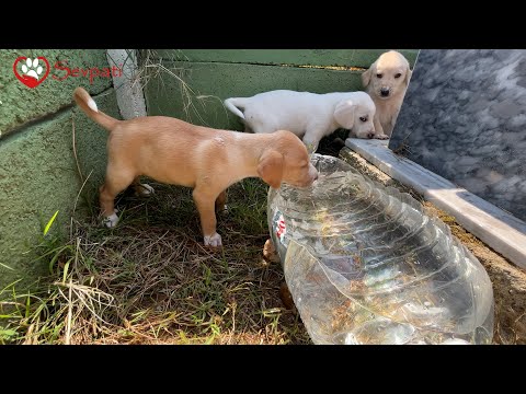 Video: Köpek yavrusu tarz