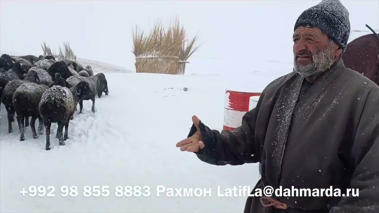Гиссарские овцы Абдурахмона в тяжелейших условиях зимой