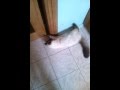 Котёнок породы Балинез сам открывает дверь