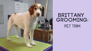 Brittany Grooming: Pet Clip