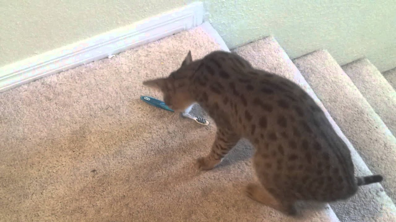 Savanah  cat attacking tooth brush