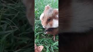 Tame European Hamster