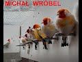 SZCZYGŁY SYBERYJSKIE -ŻYWIENIE, MICHAŁ WRÓBEL