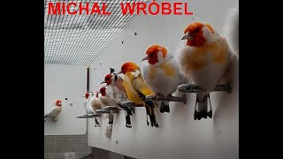 SZCZYGŁY SYBERYJSKIE -ŻYWIENIE, MICHAŁ WRÓBEL