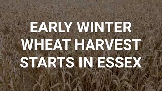 Early winter wheat harvest starts in Essex