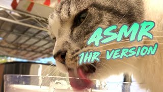 Cat Drinking ASMR with Bubbles 01 (1HR LOOP)