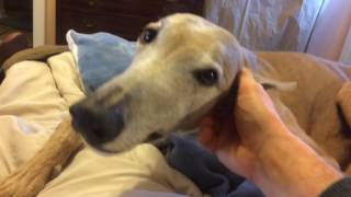 Rocket The Greyhound's Chattering Teeth