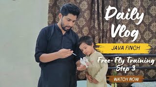 Java Finch Free-Fly Training Step 3 🐦✨ | Pecking Se Landing Tak