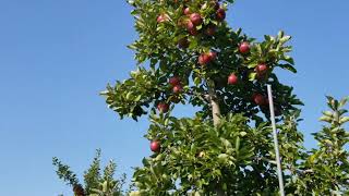 Cider Hill Farm - Apple Picking Amesbury MA