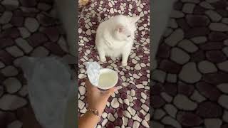 Кот не любит сметану (Оригинал)