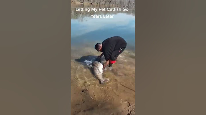Just Letting My Pet Catfish Go 😂#pet #catfish #fishing #littlefish #bigfish