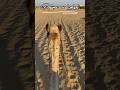 Dhora walo desh #shorts #ytshorts #rajasthan #travel #trending #youtubeshorts #camel