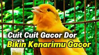 Canary Bird Singing Live 🔥 Best Training Sound | Canário Cantando Alto | Canary Belga #canary