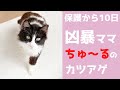 【子猫保護】凶暴ママからちゅ～るのカツアゲにあいました💦