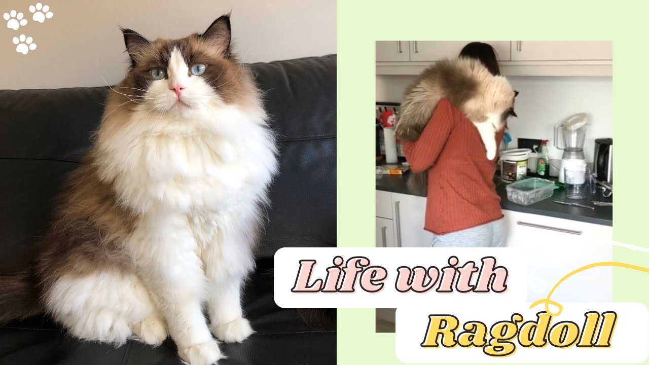 Ragdoll Cat Breed Owning a Ragdoll Cat Life with Ragdoll Kitten