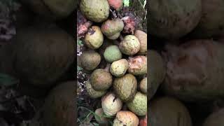 Đặc sản quê hương