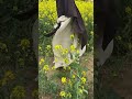 Maxi Khimar & Abaya