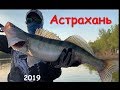 Рыбалка в Астрахани 2019. Зачетные судаки в Никольском!