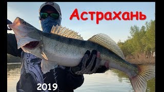 Рыбалка в Астрахани 2019. Зачетные судаки в Никольском!