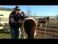 How to tell a mare is ready to foal ! stall13.com videos