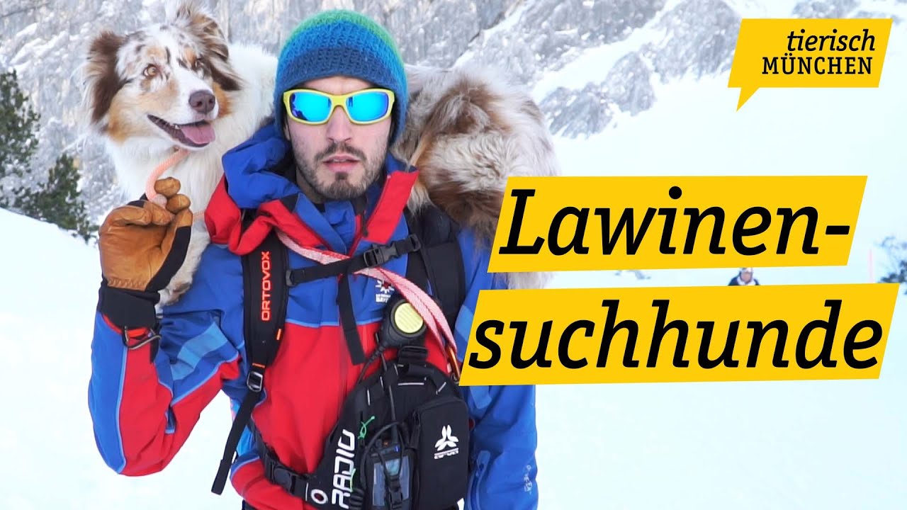 Lawinensuchhunde im Einsatz | Tierisch München