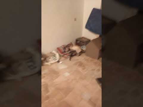Accouplement Chat Siamois Youtube Accouplement Chat Siamois Youtube