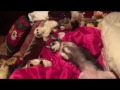 Lazy Chihuahua