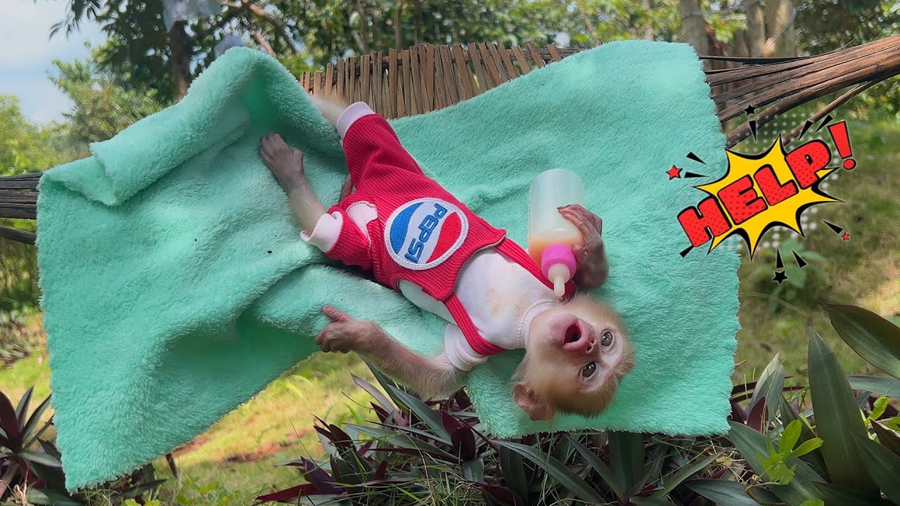 Baby monkey Bobby keeps falling from hammock—mom rushes to help