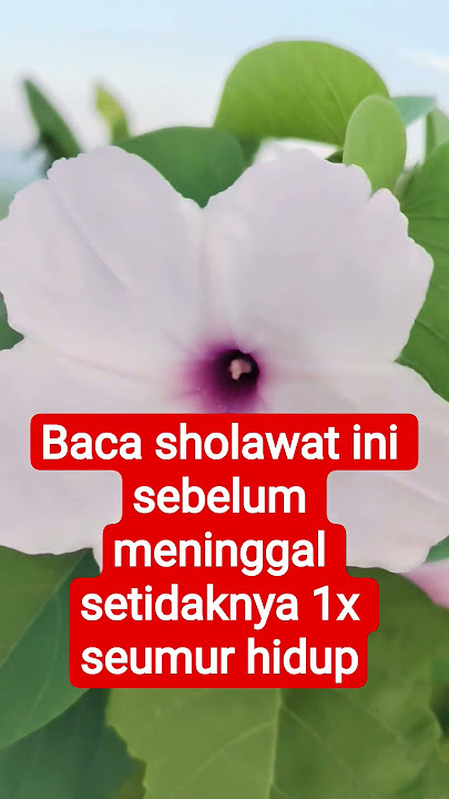 baca sholawat ini sebelum meninggal setidaknya 1x seumur hidup. #sholawat #pengingat #ceramahsingkat